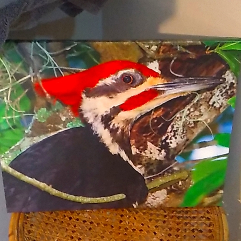 Woodpecker photo put on canvas